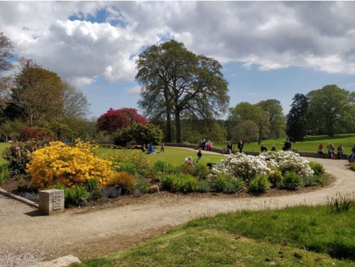 Trefusis Head & the Bluebells of Enys Gardens