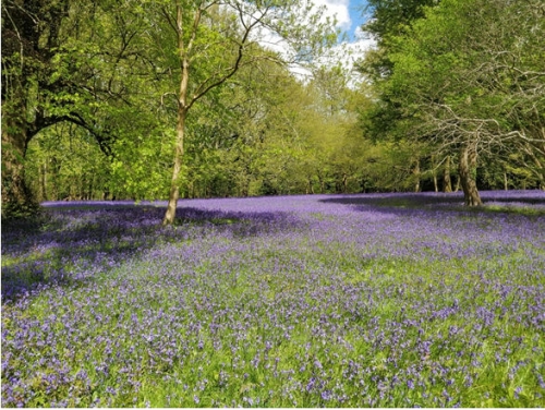 Trefusis Head & the Bluebells of Enys Gardens